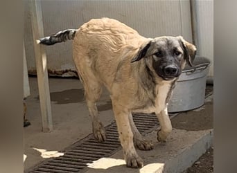 Monroe - souveräner Herzenshund