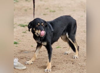 Mako - Vom Kuschelhund zurück ins Schneckenhaus