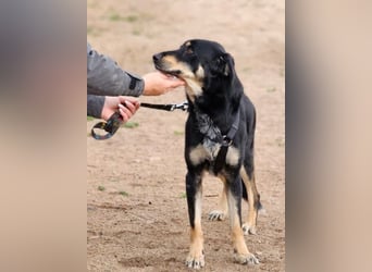 Mako - Vom Kuschelhund zurück ins Schneckenhaus