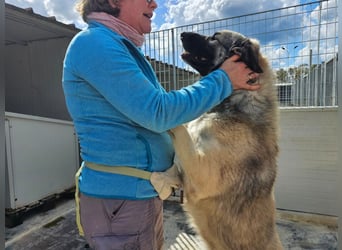 Monroe - souveräner Herzenshund