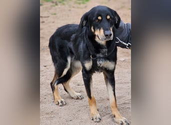 Mako - Vom Kuschelhund zurück ins Schneckenhaus