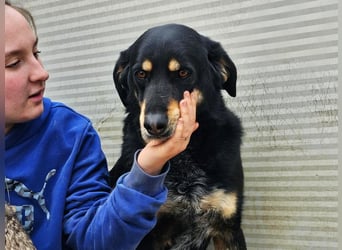 Mako - Vom Kuschelhund zurück ins Schneckenhaus