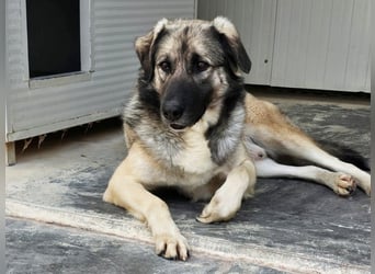 Monroe - souveräner Herzenshund