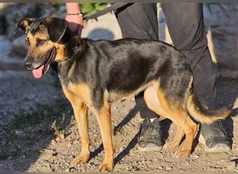 Lila - Powerhündin sucht sportliche Menschen