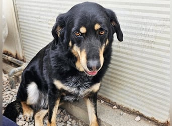Mako - Vom Kuschelhund zurück ins Schneckenhaus