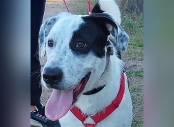 Cozza - Jungspund sucht aktive Menschen