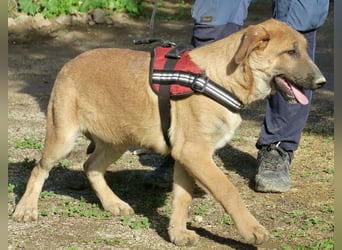 Dionisio - streichelfreund, zutraulich und verspielt