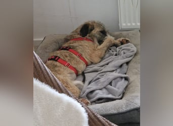 Dixy - lernwillig und leinenführig - BEREITS IN DEUTSCHLAND