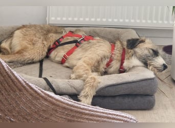 Dixy - lernwillig und leinenführig - BEREITS IN DEUTSCHLAND