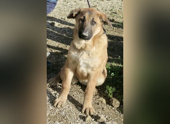 Afrodita - freundlich, zutraulich und lernwillig