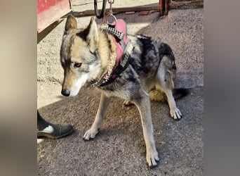 Loba, bewegunsgfreudig, klug, offen