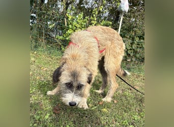 Dixy - lernwillig und leinenführig - BEREITS IN DEUTSCHLAND