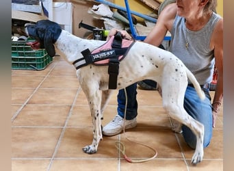 Mancha, freundlich, verschmust und neugierig