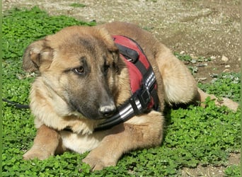 Afrodita - freundlich, zutraulich und lernwillig