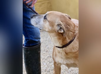 Hellen, sucht Altersruhesitz - NOTFALL -