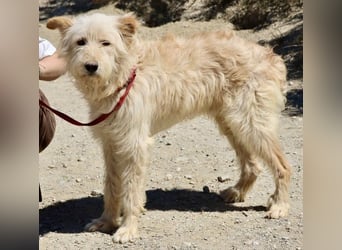 Pelu, vorsichtig, lernwillig, gut sozialisiert