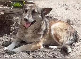 Sirius - ruhig und freundlich