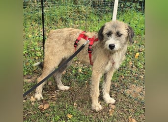 Dixy - lernwillig und leinenführig - BEREITS IN DEUTSCHLAND