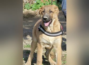 Dionisio - streichelfreund, zutraulich und verspielt