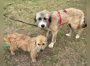 Dixy - lernwillig und leinenführig - BEREITS IN DEUTSCHLAND