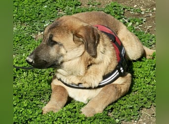 Afrodita - freundlich, zutraulich und lernwillig