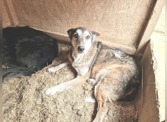 Sirius - ruhig und freundlich