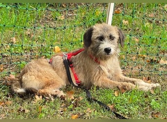 Dixy - lernwillig und leinenführig - BEREITS IN DEUTSCHLAND