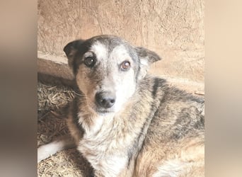 Sirius - ruhig und freundlich