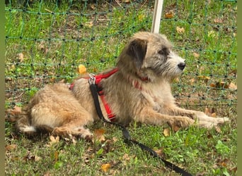 Dixy - lernwillig und leinenführig - BEREITS IN DEUTSCHLAND