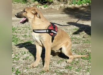 Dionisio - streichelfreund, zutraulich und verspielt