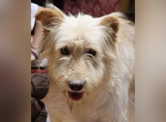 Pelu, vorsichtig, lernwillig, gut sozialisiert