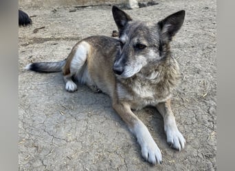 Sirius - ruhig und freundlich