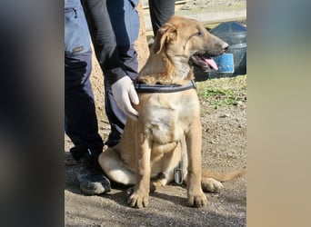 Dionisio - streichelfreund, zutraulich und verspielt