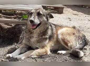 Sirius - ruhig und freundlich