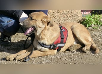 Dionisio - neugierig, zutraulich und lernwillig