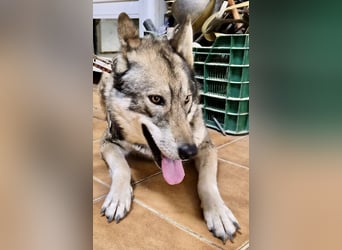 Loba, bewegunsgfreudig, klug, offen