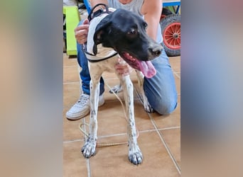 Mancha, freundlich, verschmust und neugierig