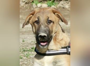 Dionisio - neugierig, zutraulich und lernwillig