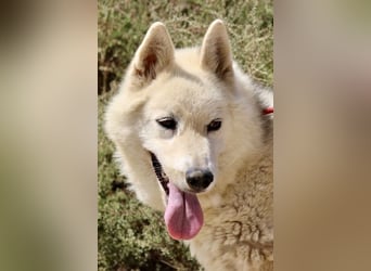 Afri, klug, menschenbezogen und sportlich