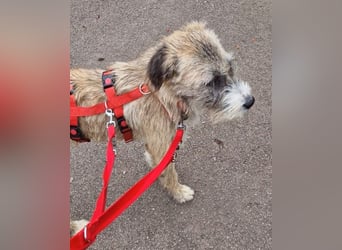 Dixy - lernwillig und leinenführig - BEREITS IN DEUTSCHLAND