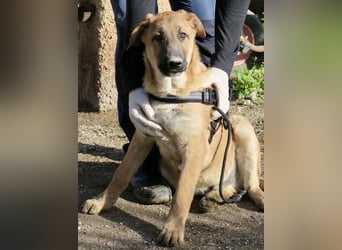 Dionisio - streichelfreund, zutraulich und verspielt