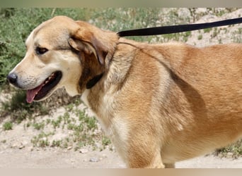 Pancho, menschenbezogen, aufgeweckt, freundlich
