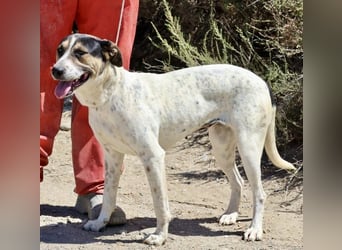 ntonella, sehr sozial, möchte gefallen, aufgeschlossen