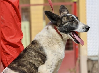 Rodolfo, vorsichtig, gut sozialisiert, freundlich