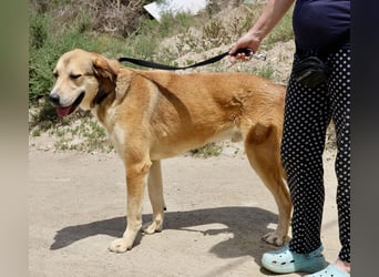 Pancho, menschenbezogen, aufgeweckt, freundlich