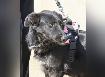 Gia - lässt sich gerne anfassen, freundlich und aufmerksam