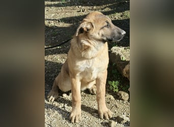 Afrodita - freundlich, zutraulich und lernwillig