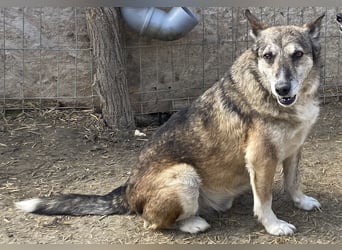 Sirius - ruhig und freundlich