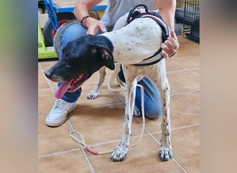 Mancha, freundlich, verschmust und neugierig