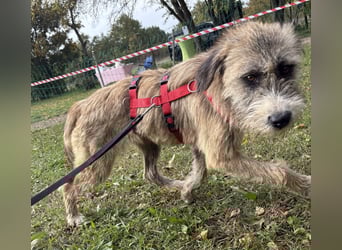 Dixy - lernwillig und leinenführig - BEREITS IN DEUTSCHLAND